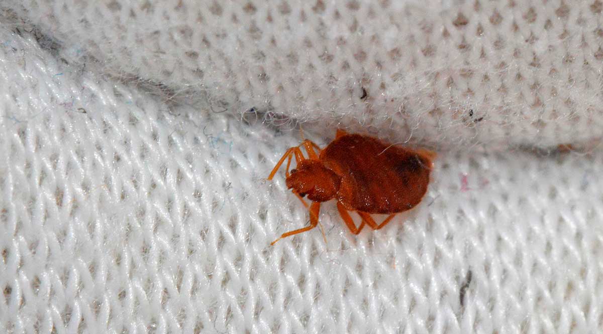 Chinches tienen en máxima alerta a las autoridades sanitarias de París