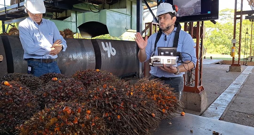 Cifras de producción auguran un gran año para los palmicultores