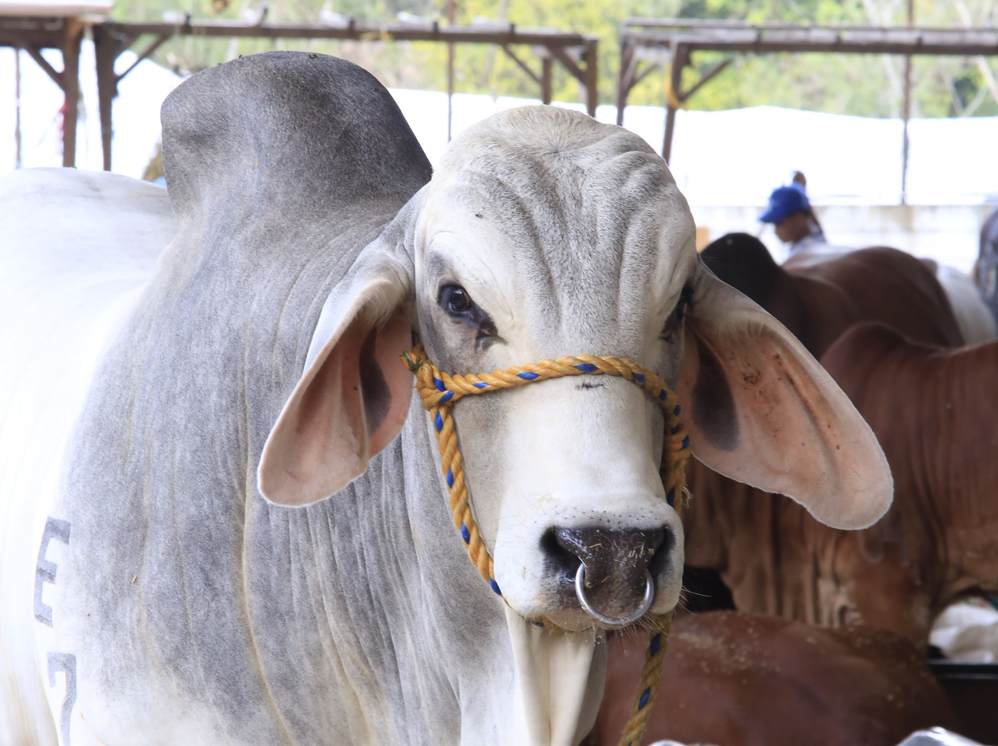 Los ganaderos santandereanos analizan la situación del gremio