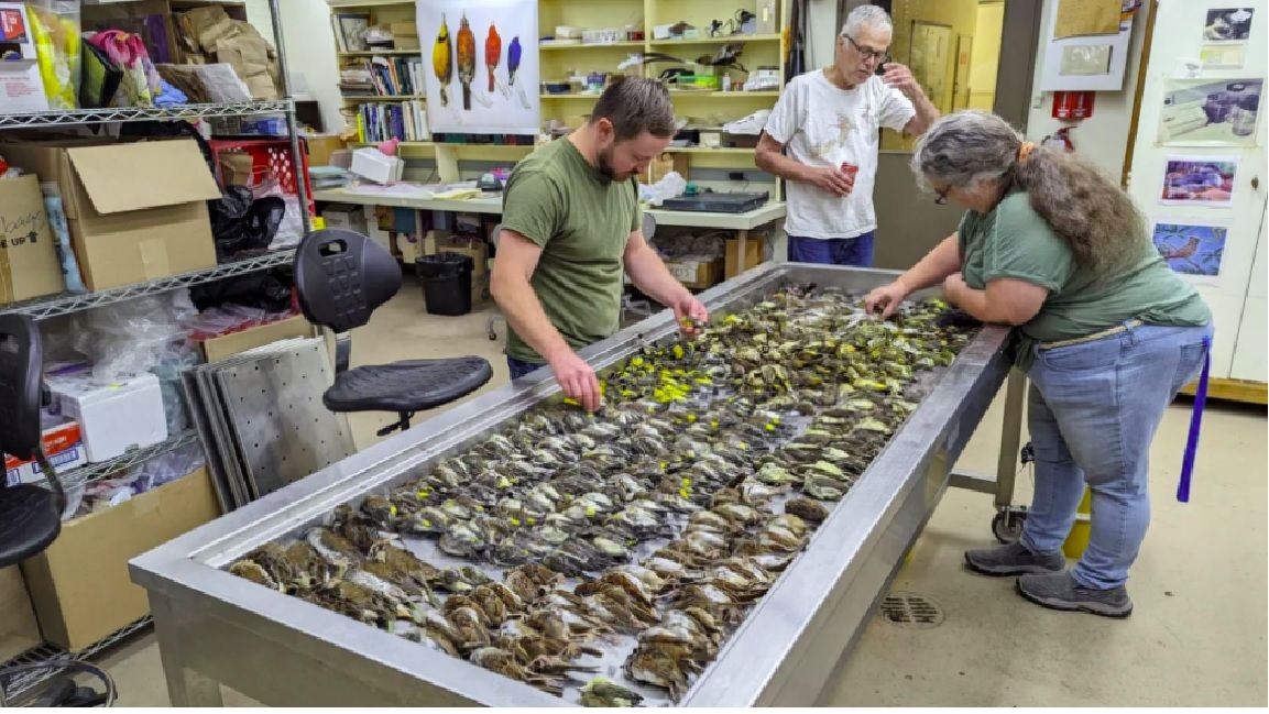 Rascacielos generó masiva muerte de aves en Chicago