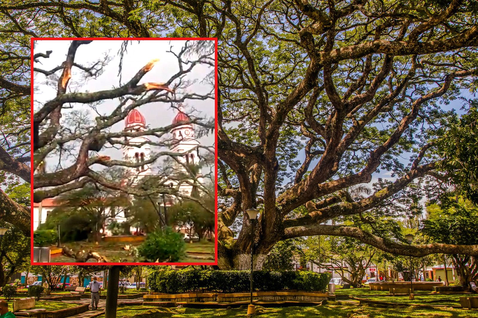 Vendaval casi acaba con El Samán, árbol de 113 años ícono de Charalá