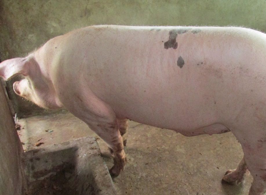 Fortalecimiento de la porcicultura amigable con el medio ambiente en Santander