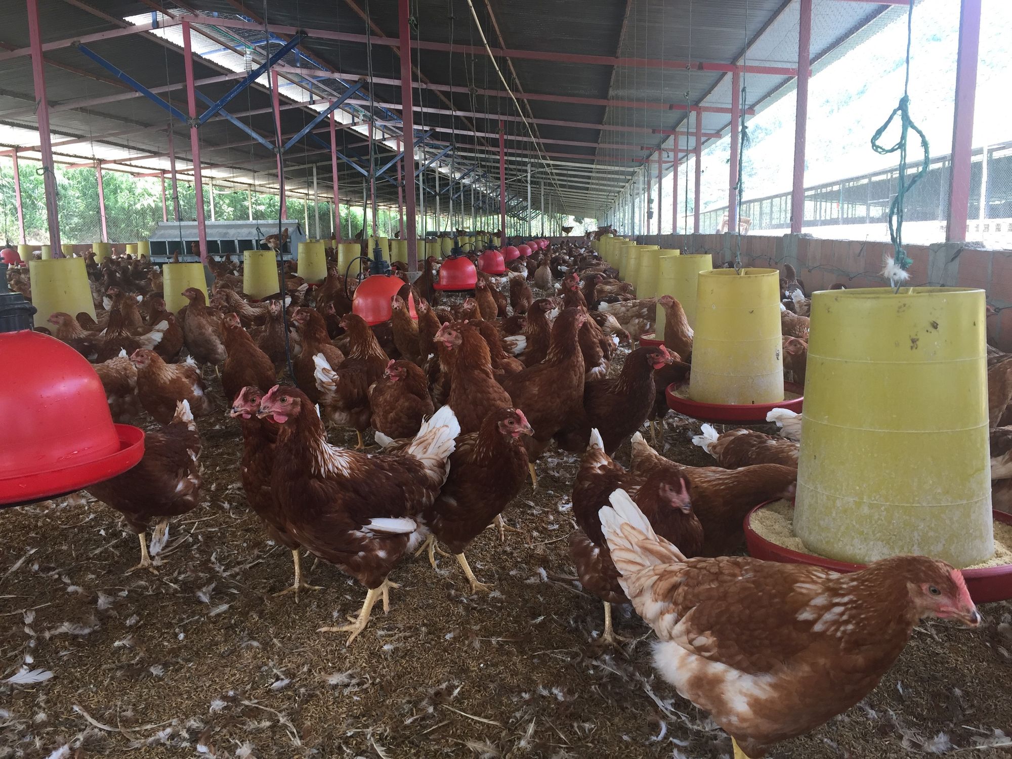 Reportan alza de precios en productos y pérdidas en empresas de Santander