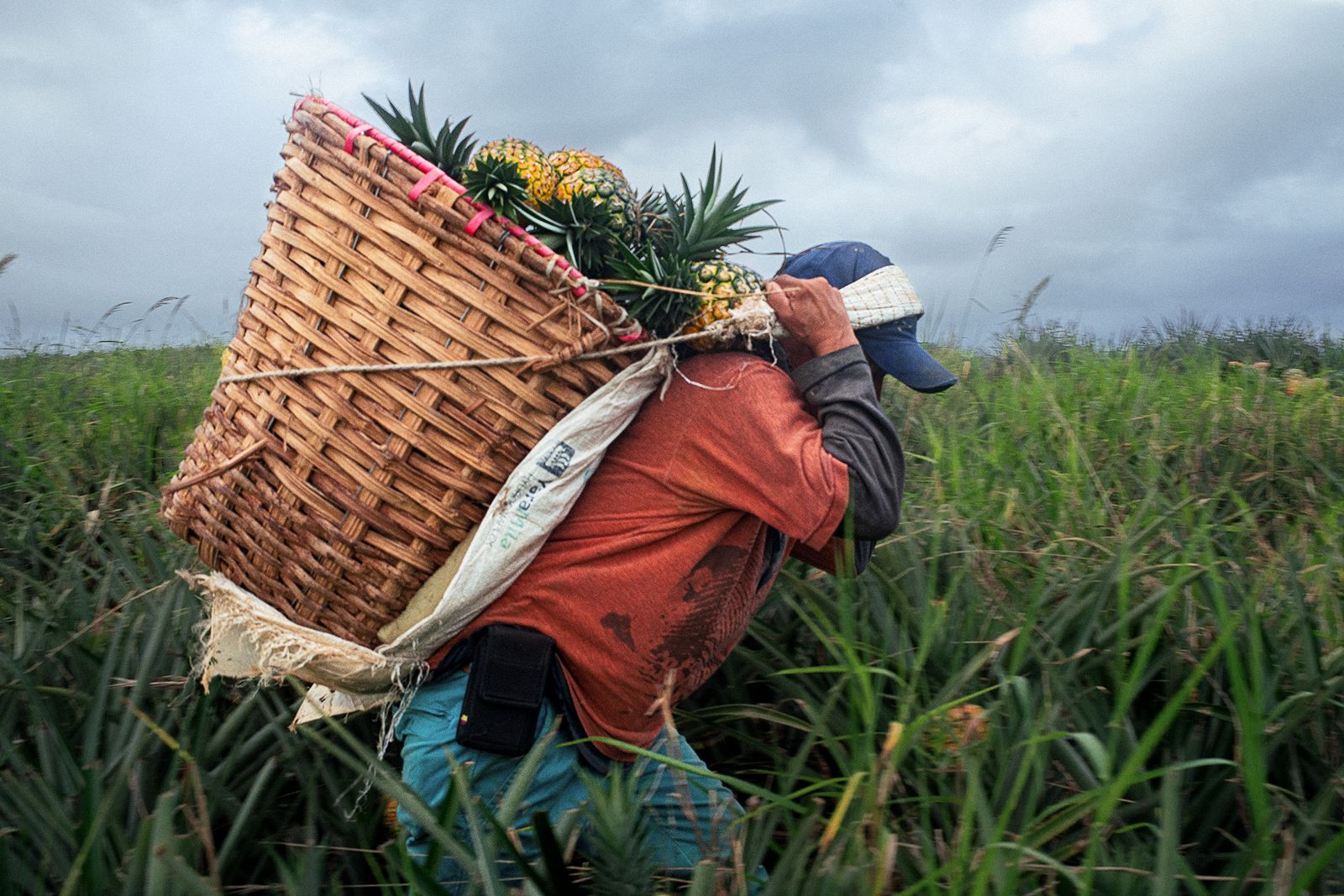 Convocan a cultivadores para entrega de equipos e insumos
