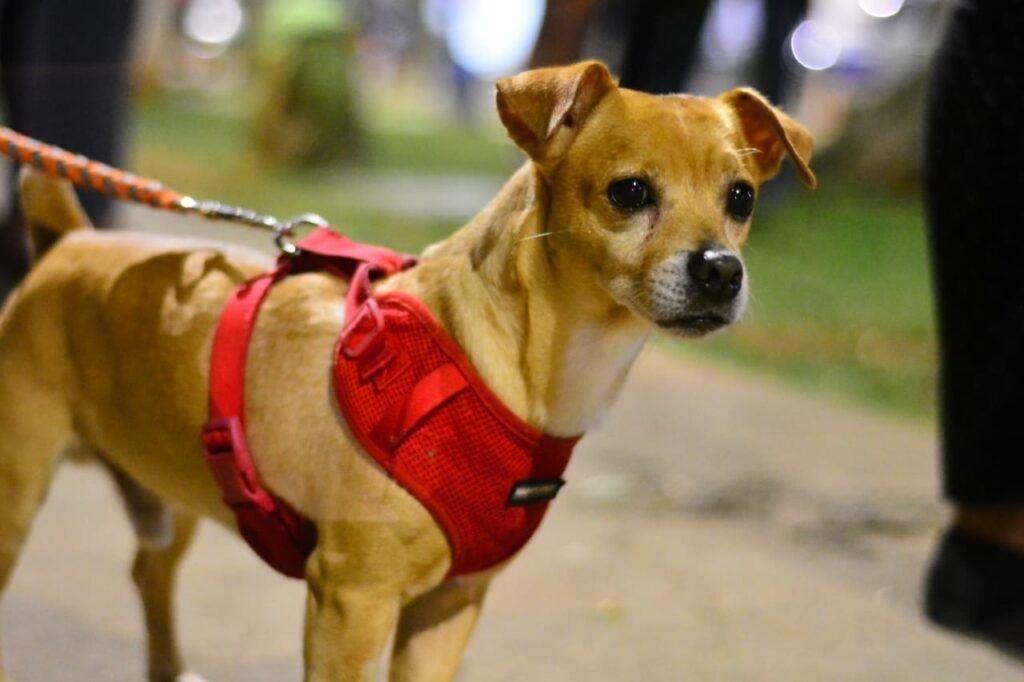 Preocupación en barrio El Porvenir por envenenamiento de mascotas