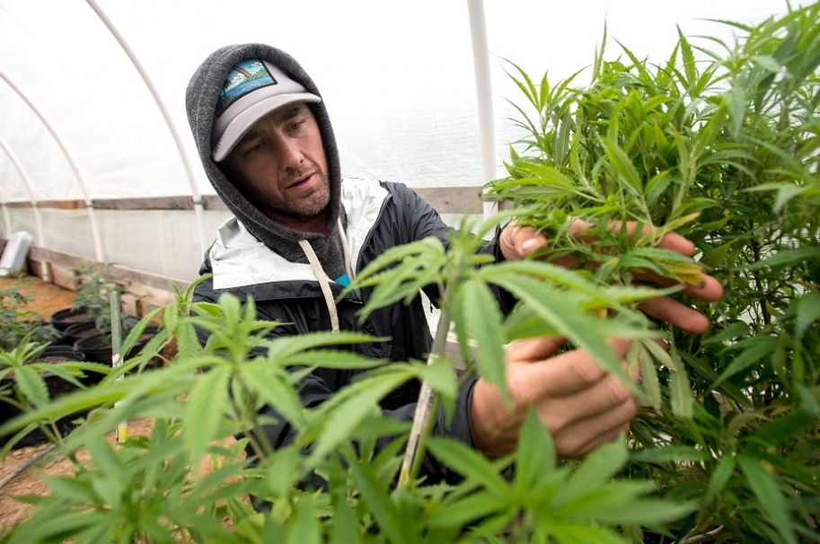 Avanza a tercer debate proyecto que busca regular el cannabis en adultos