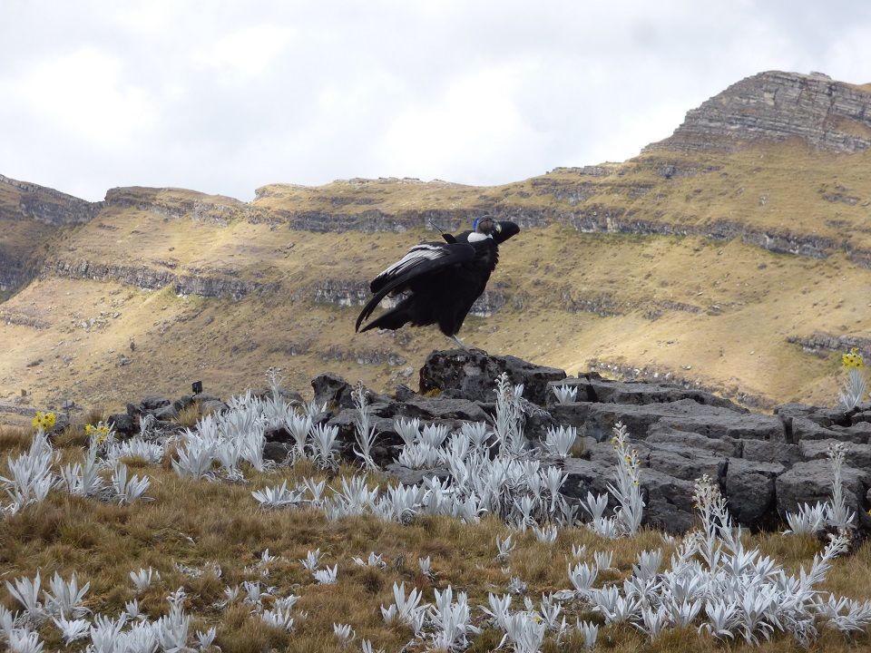 Conversatorio sobre el cóndor andino; entre los temas de la Cumbre Mundial de Páramos
