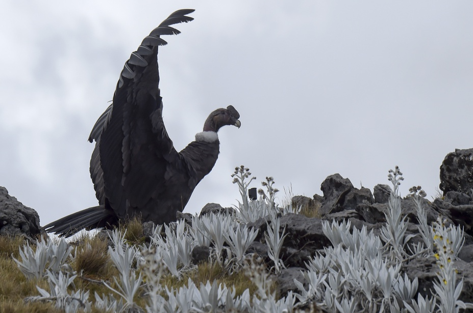 Campesinos: en el Páramo del Almorzadero  se ven hasta 15 cóndores en uno o dos días