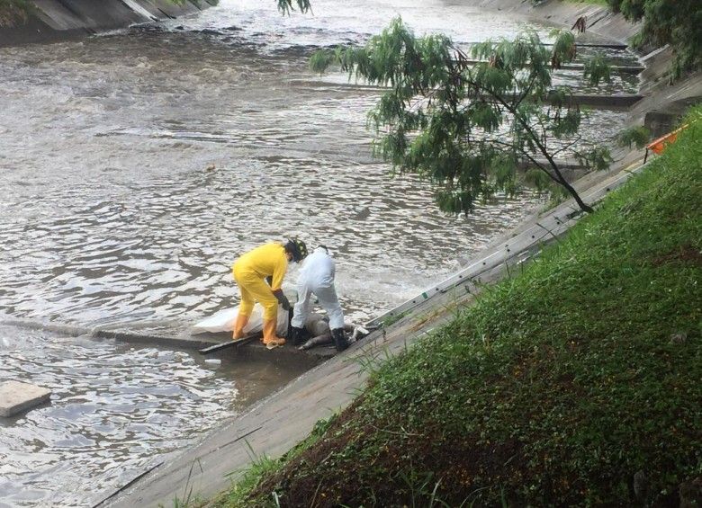 Santandereana apareció desmembrada en las turbulentas aguas del río Medellín