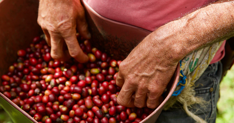 A un debate proyecto que crea incentivos para familias caficultoras