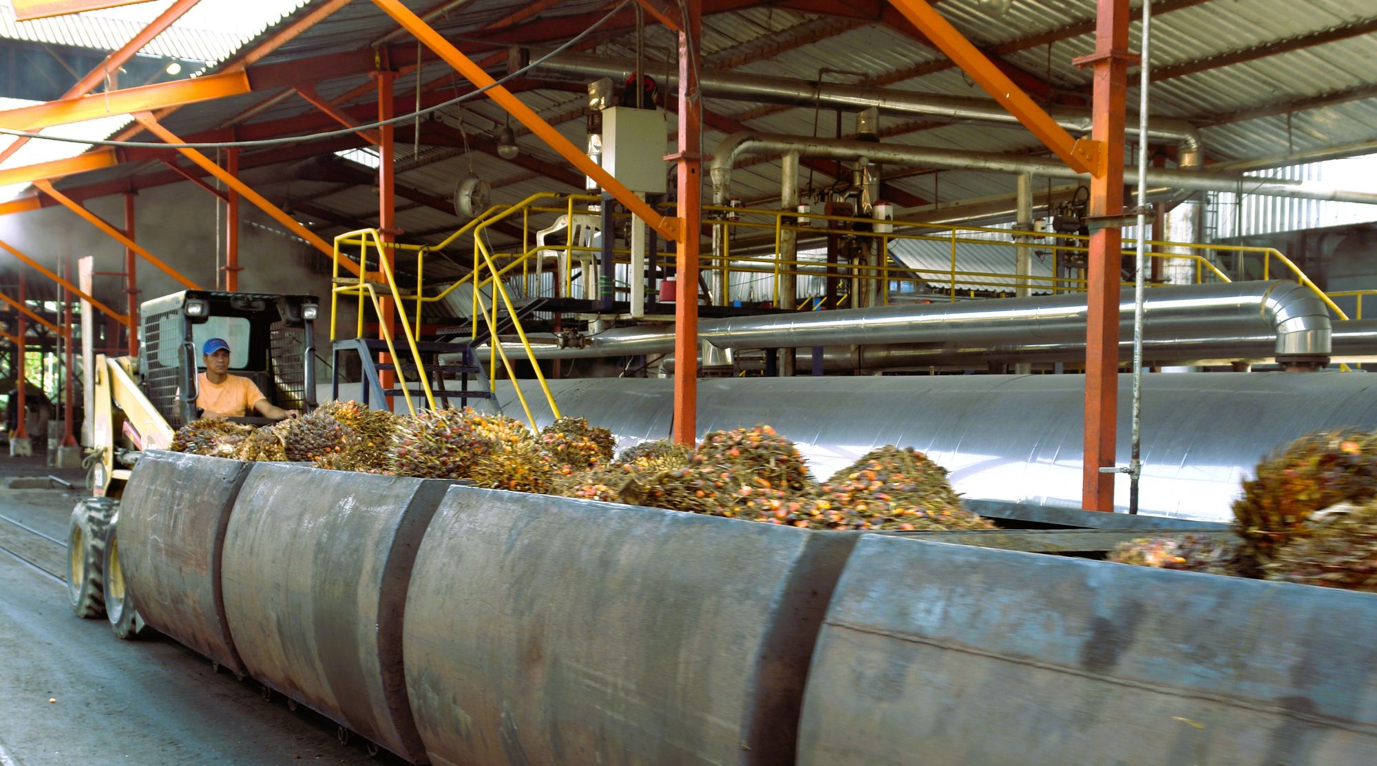 Producción de aceite de palma es de 1,6 millones de toneladas