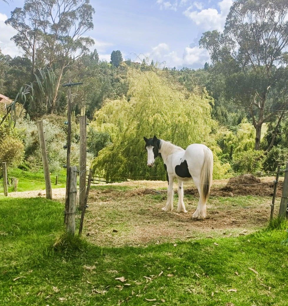 El 40% de los equinos de exposición sufre deshidratación severa