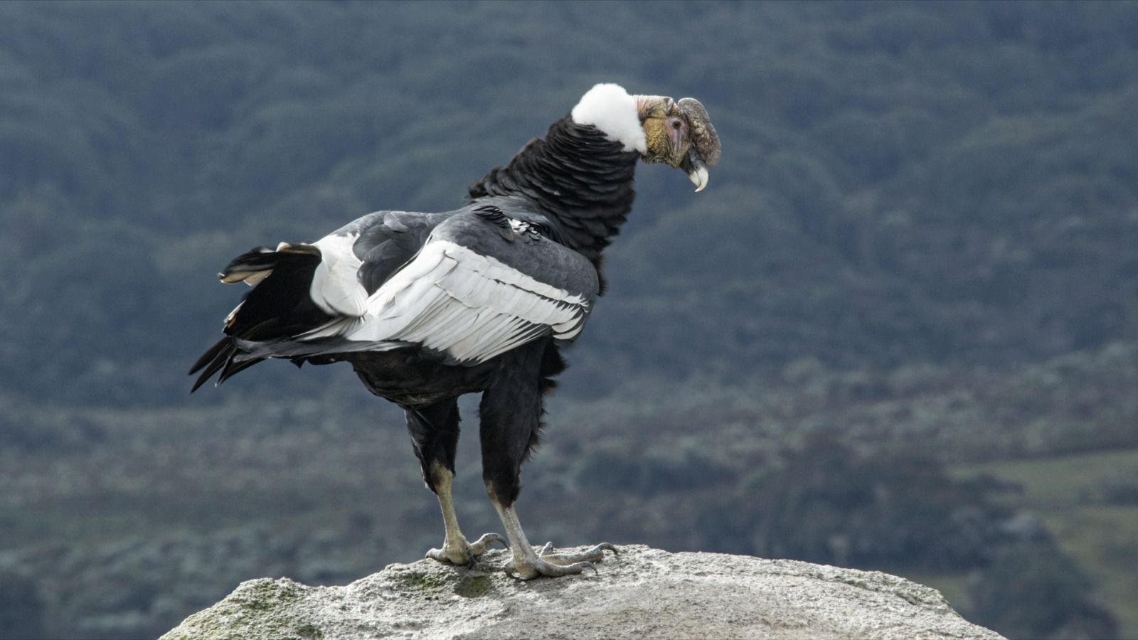 CAS liderará el Encuentro Nacional del Cóndor Andino