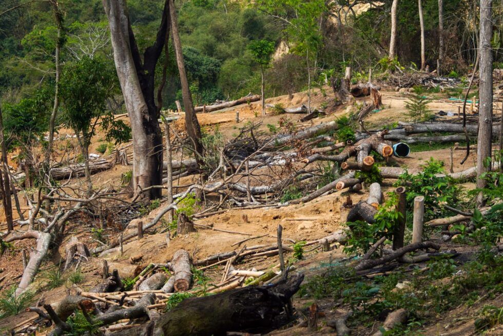 Desalojan y desarman al menos 150 cambuches en zona de protección ambiental