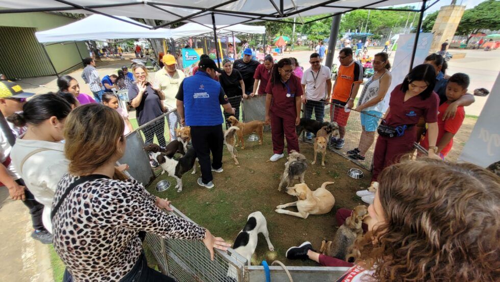 Mascotas esperan ser adoptadas este domingo por familias bumanguesas
