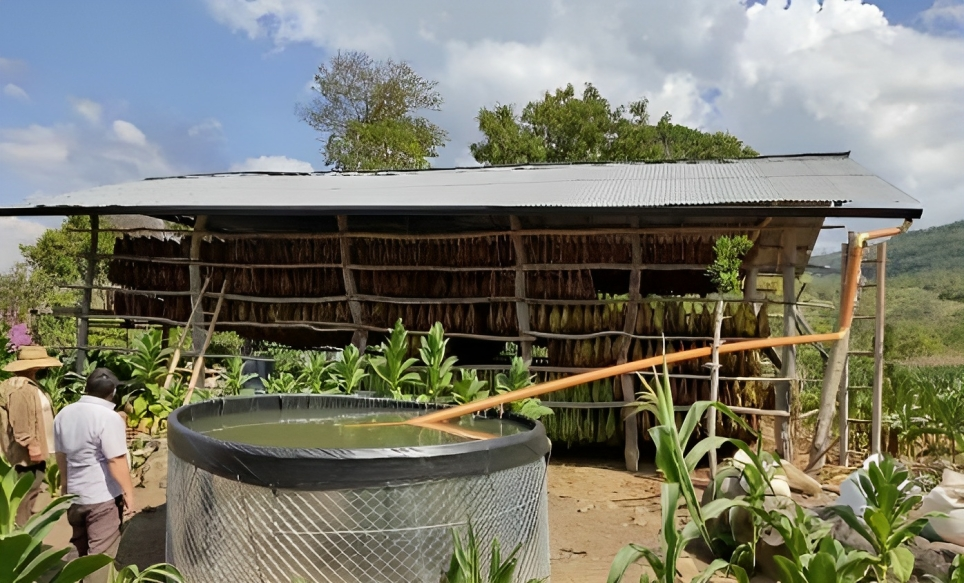 82 familias tabacaleras se beneficiaron con el proyecto reconversión productiva