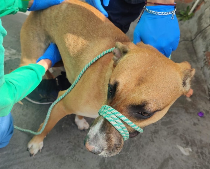 VIDEO. Wanda, la perrita maltratada y golpeada con ladrillos ya fue rescatada