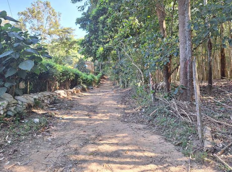 Comunidad denuncia que ha aumentado deforestación en cerros orientales