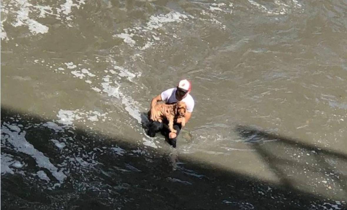 VIDEO. Valiente hombre salvó a perro que se ahogaba en el río Medellín