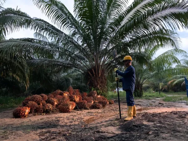 Sector palmero colombiano reporta crecimiento sostenido en 2023