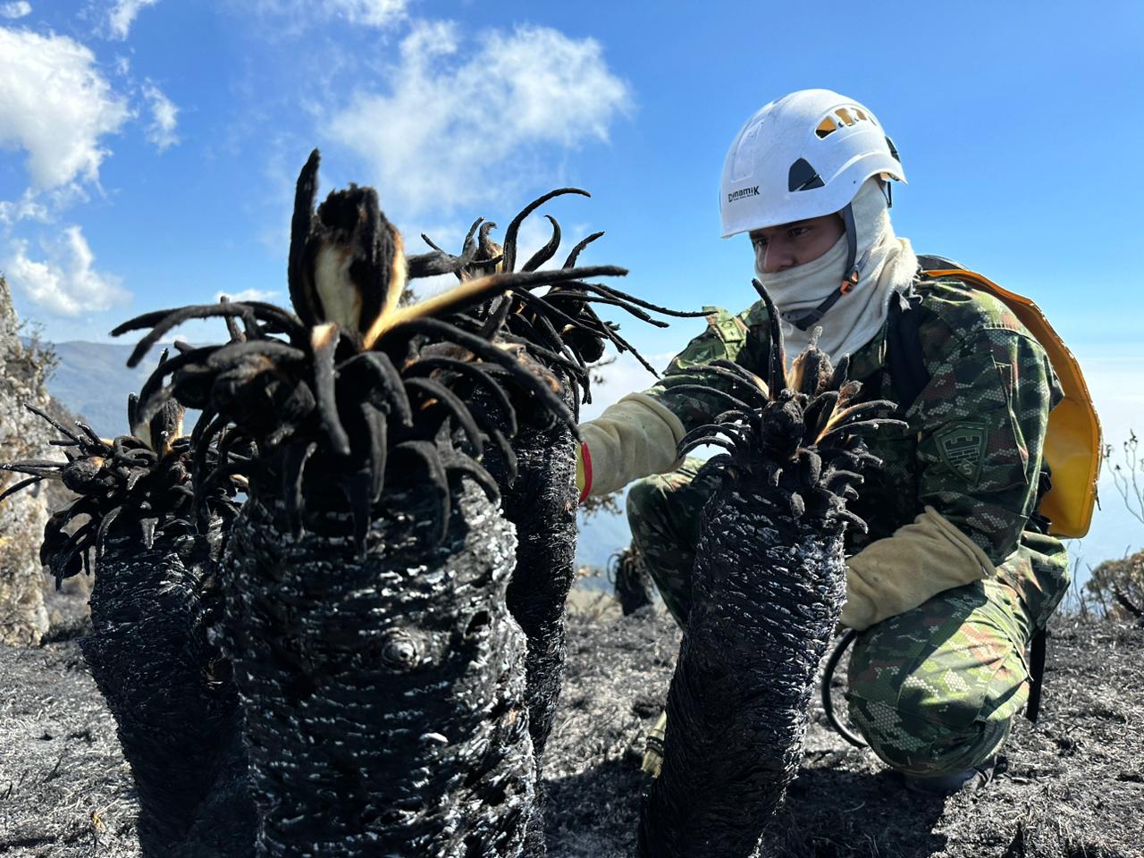 Campaña 'Sembrando Esperanza' para ayudar a los afectados por incendios forestales en Santander