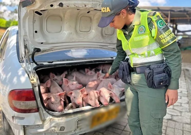 Heroico rescate de 20 cerditos valorados en seis millones de pesos