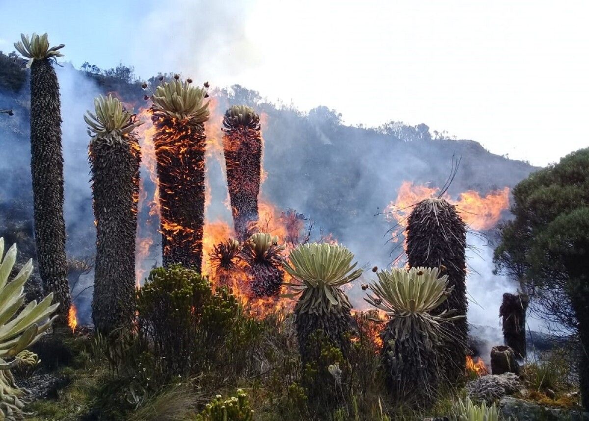 Zonas de desastre por incendios en Cerros de Bogotá y Páramo de Berlín en Santander