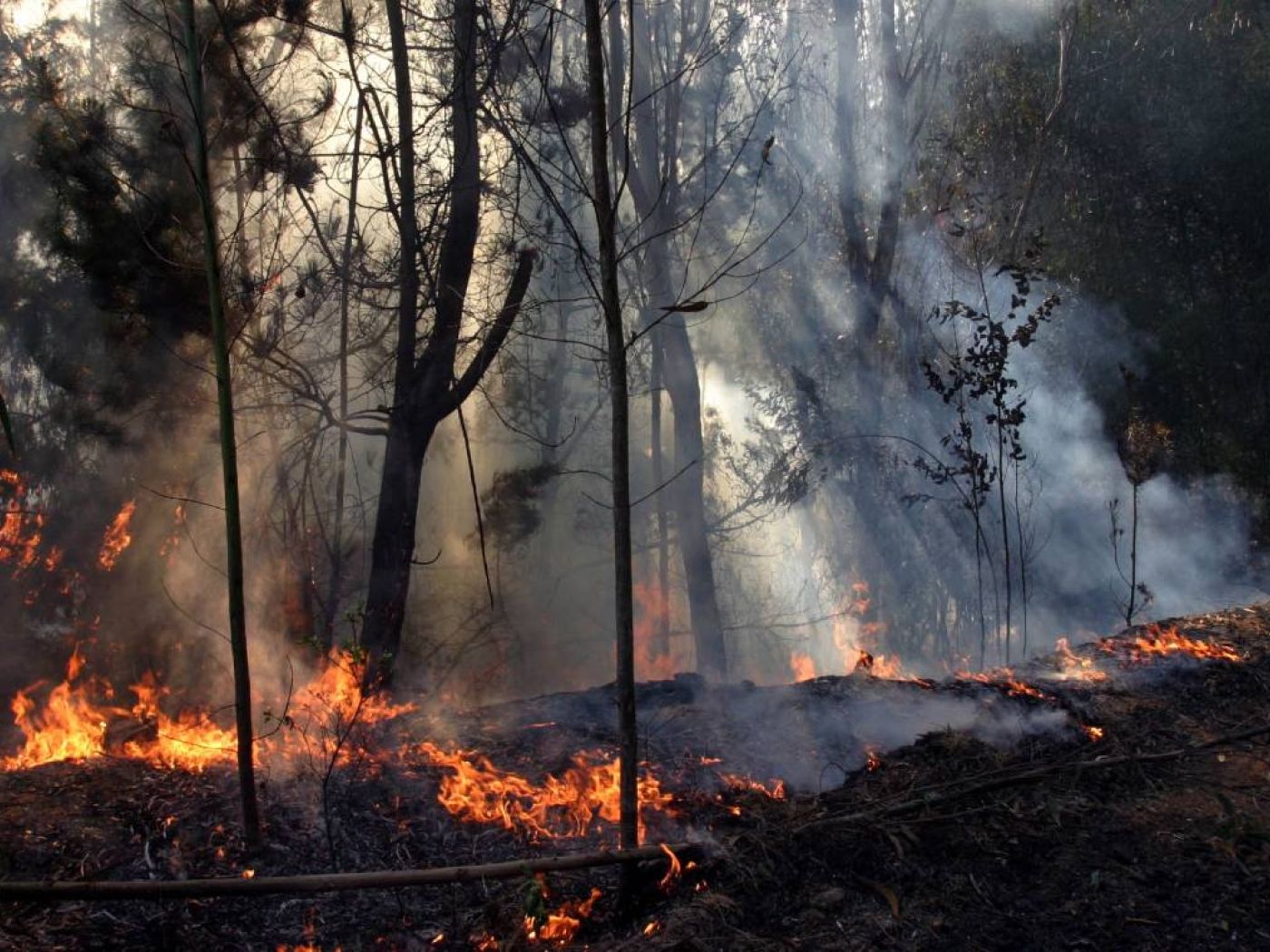 Revelan la causa detrás del devastador incendio en Ruitoque, Santander