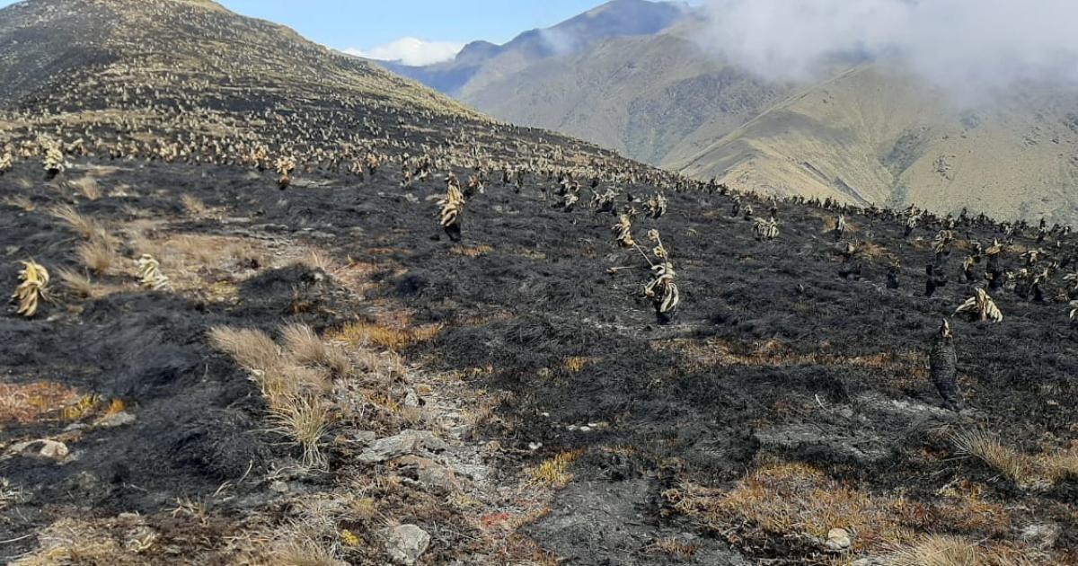 Cementerio de frailejones en el Páramo de Berlín (Santander)