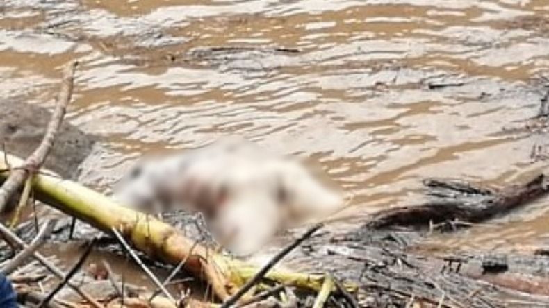 Macabro hallazgo en el Río Magdalena : Un cuerpo apareció flotando