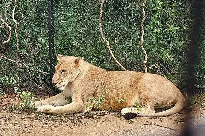 Hombre quiso tomarse una selfie con un león y terminó devorado por el animal