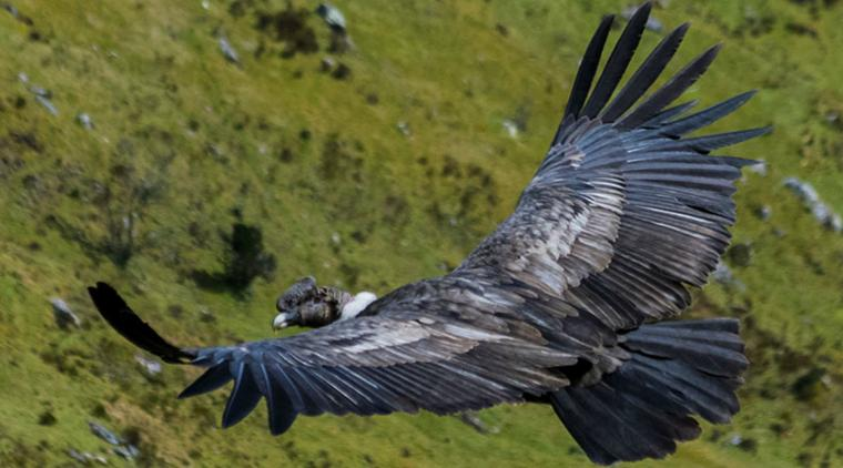 La UIS se suma a la alianza para proteger al majestuoso Cóndor de los Andes