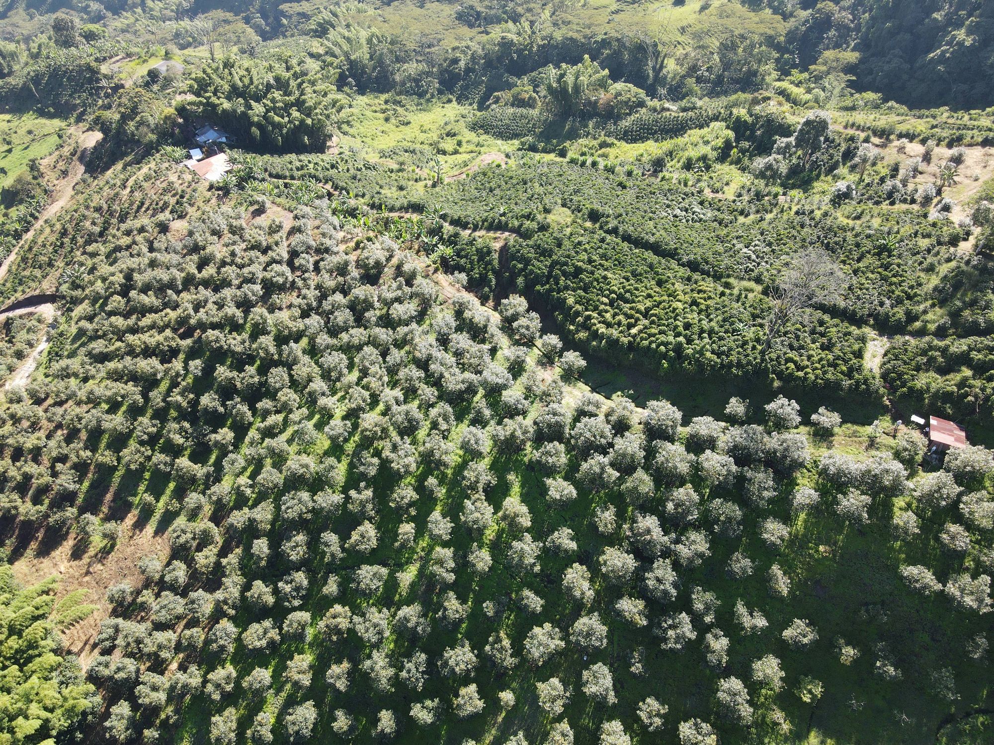 Efectividad en el desarrollo del campo colombiano