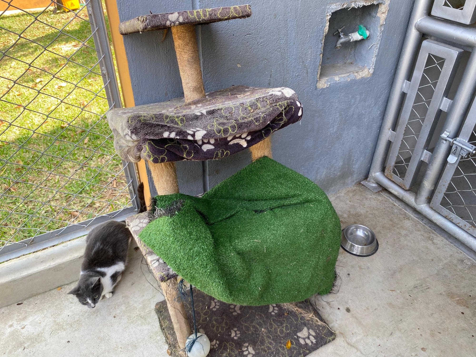 Hospital de Bienestar Animal Metropolitano plantea Beltrán