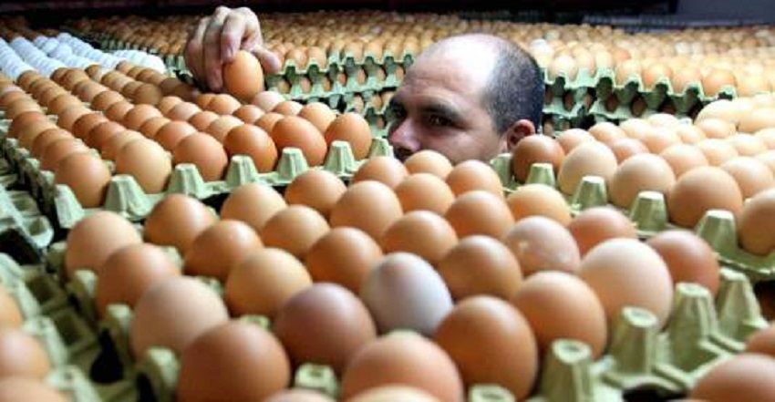 Reportan bajón en venta de huevos en tiendas de barrio y alza en comercialización de leche