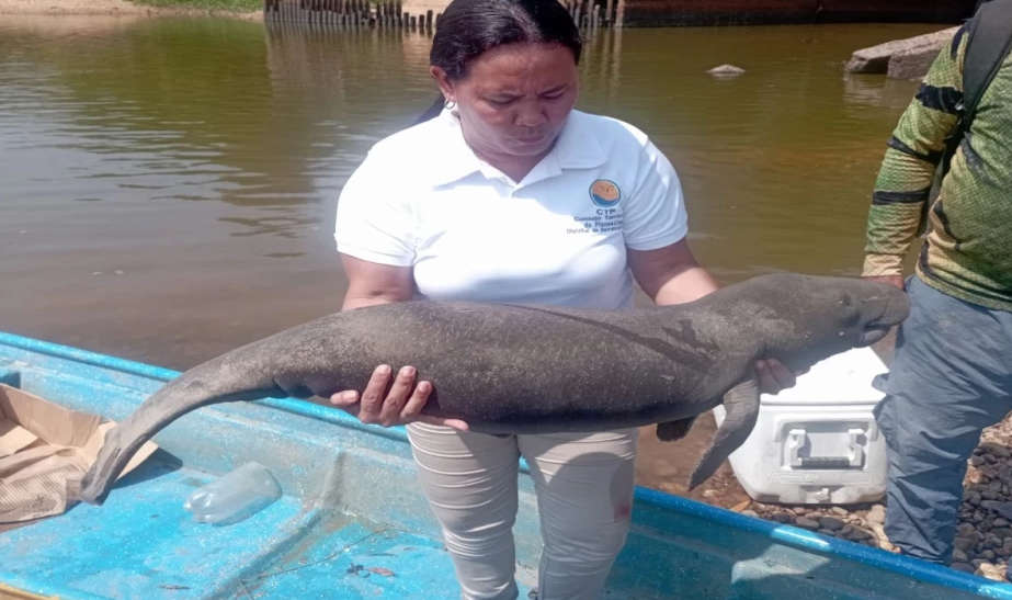 Contaminación a la Ciénaga San Silvestre sería la responsable de la muerte de dos manatíes