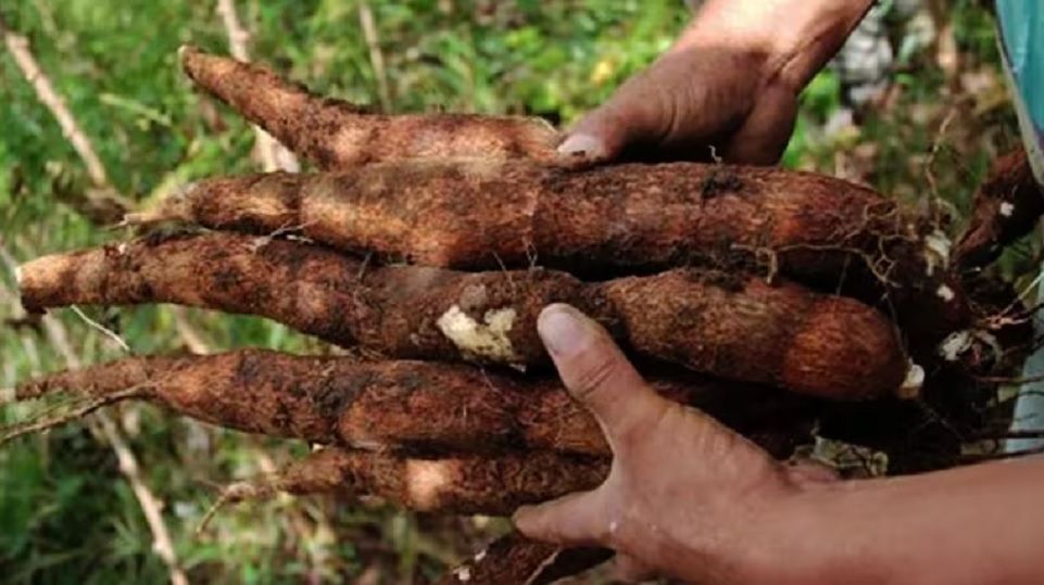 Sobreoferta de productos de pancoger en zona rural de Barrancabermeja