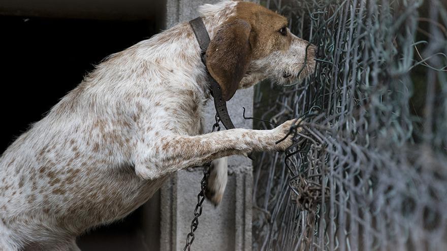 Unidad de Bienestar Animal de Bucaramanga habilita número para denunciar maltrato