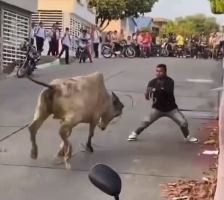 VIDEO : Vaca sin control generó caos en Barrancabermeja