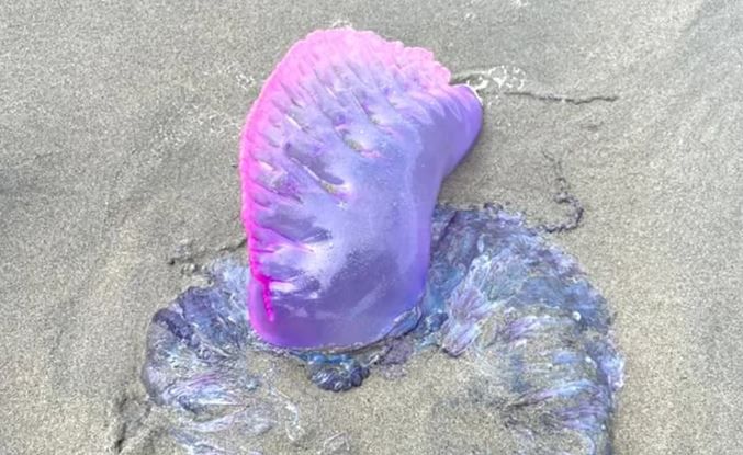 Preocupación en San Andrés por presencia de un venenoso visitante