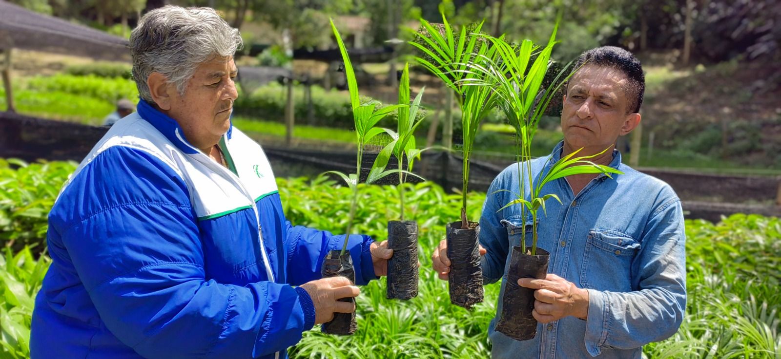 CDMB entrega 30 mil plántulas como alternativa a la Palma de Cera en Semana Santa