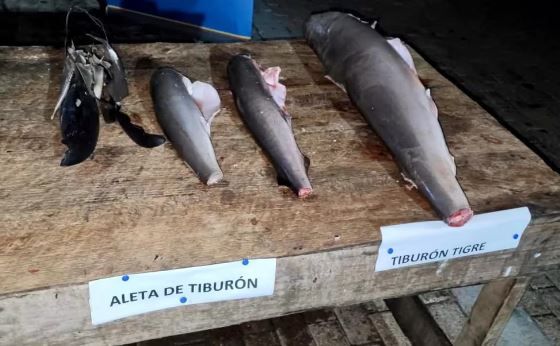 Hubo reclasificación de especies marinas como recurso pesquero