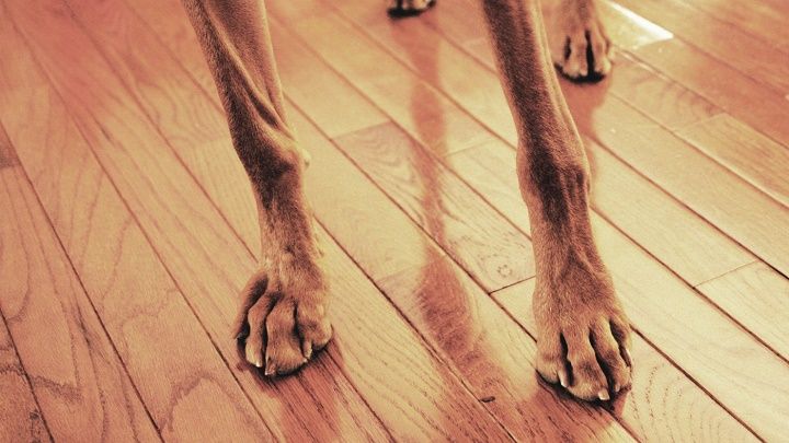 Escalofriantes casos de abuso animal desatan acción colectiva