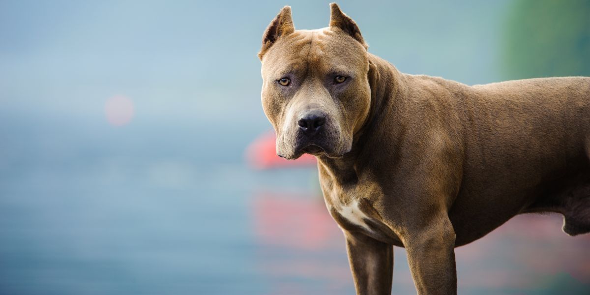 ¡Ataque mortal! Hombre es devorado por sus propios perros pitbull