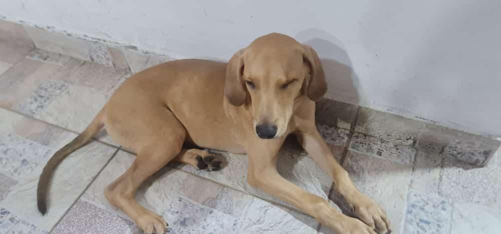 Criminales estarían robando mascotas en La Joya