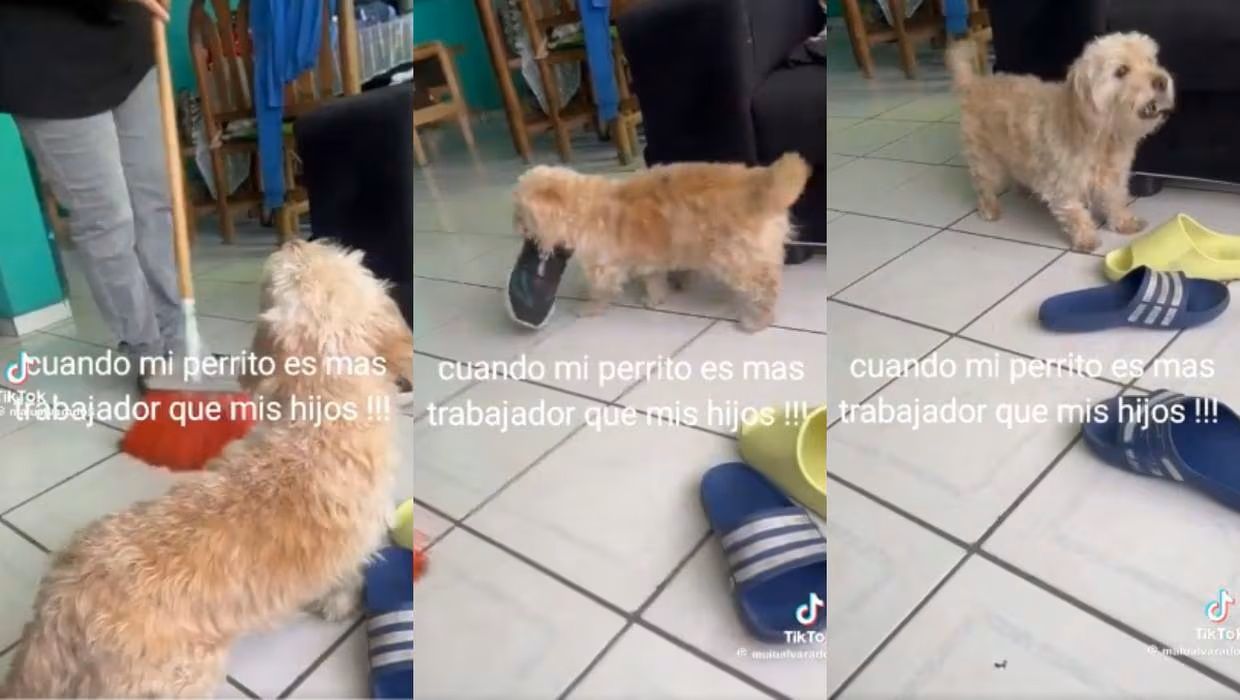 Perrito conquista las redes sociales al ayudar a limpiar en su casa