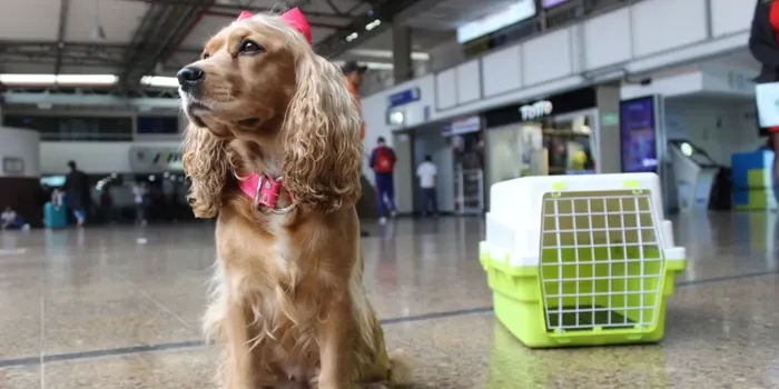 ¿Va a viajar con su mascota? Tenga en cuenta esta información si va a usar medios públicos
