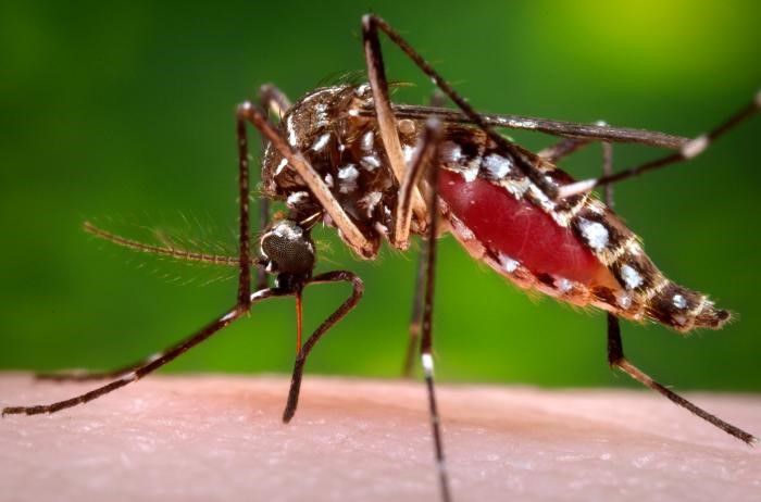 Dengue sigue preocupando a Santander