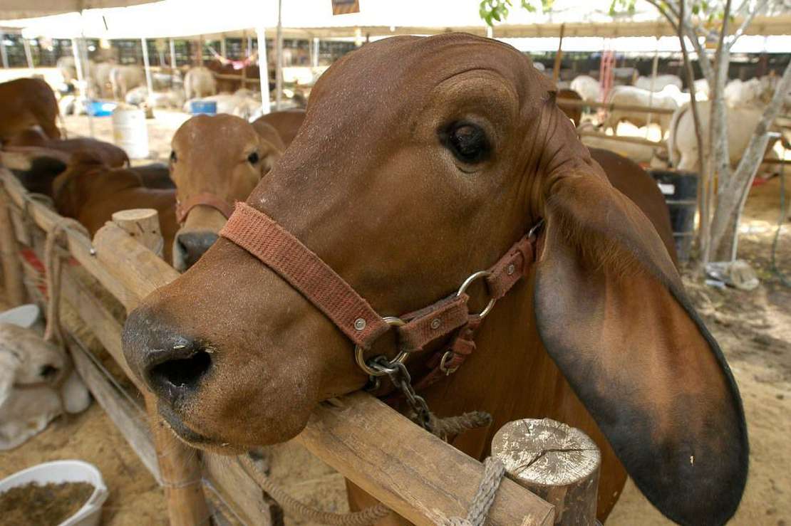Frigorífico de Bucaramanga exportará carne a China