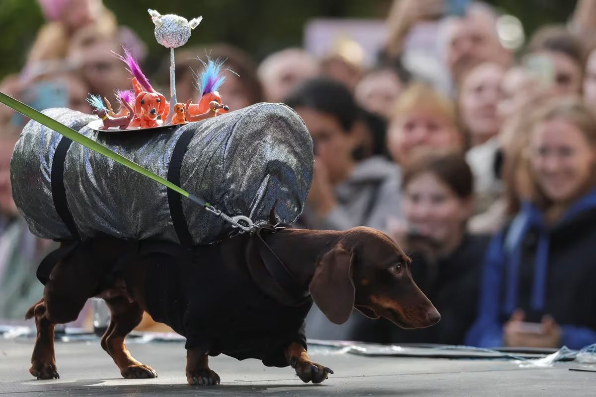 Perros salchicha cerca de ser prohibidos